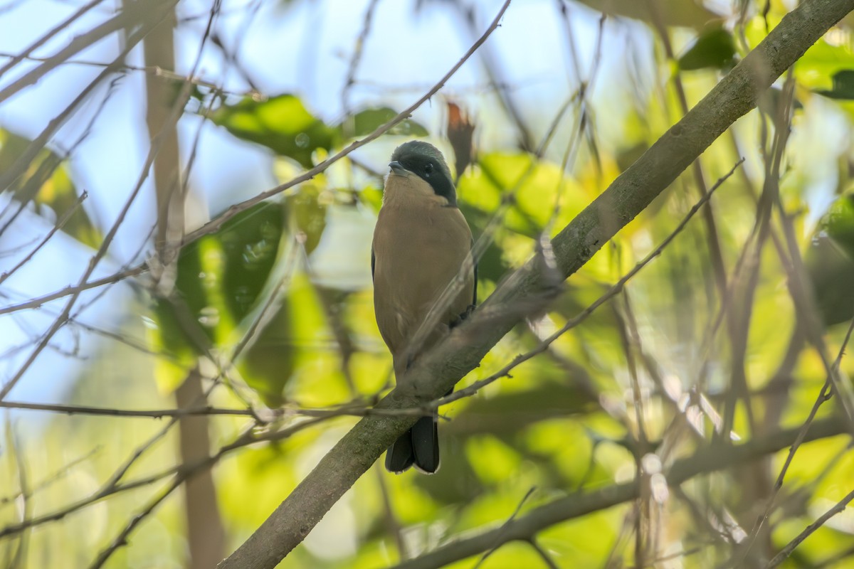 Fawn-breasted Tanager - ML621003572
