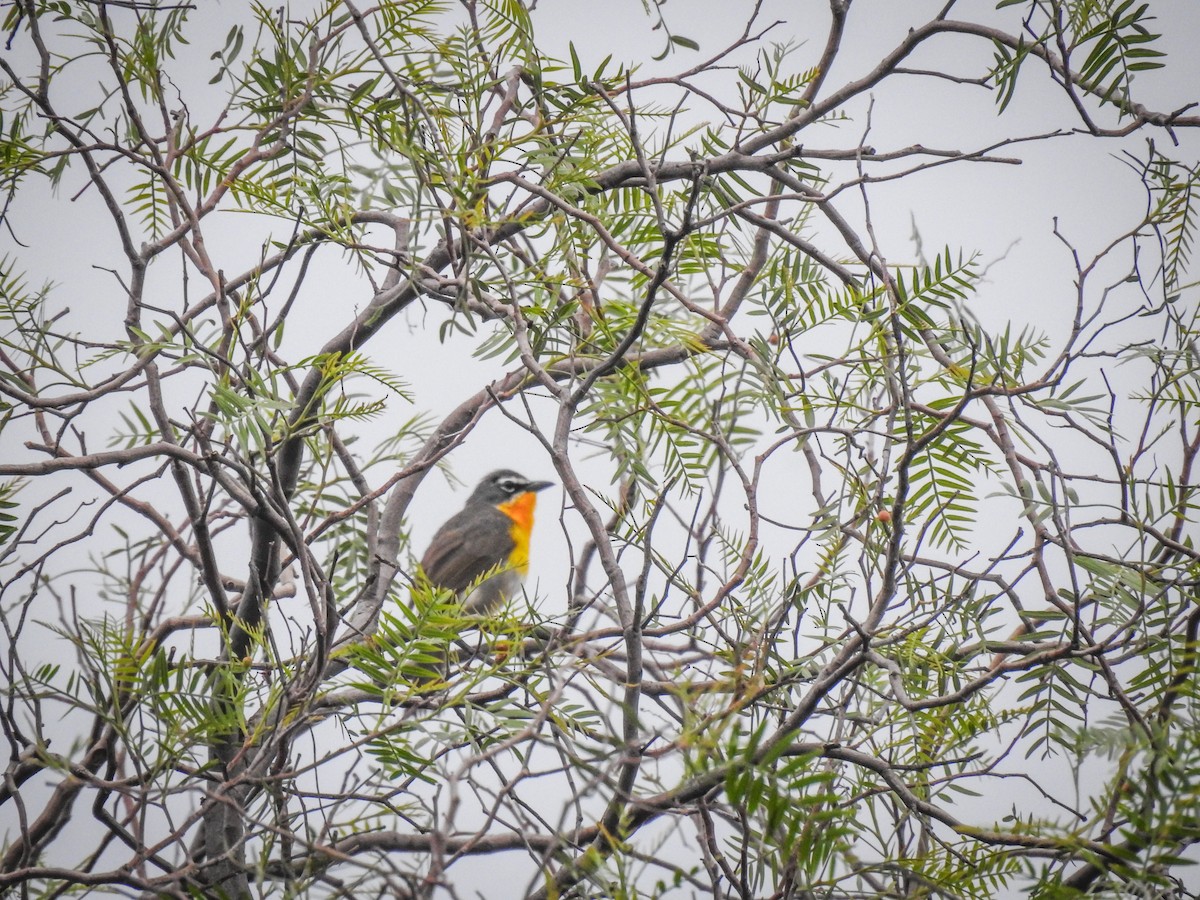Yellow-breasted Chat - ML621003576