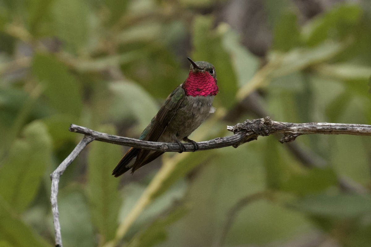 Broad-tailed Hummingbird - ML621003613