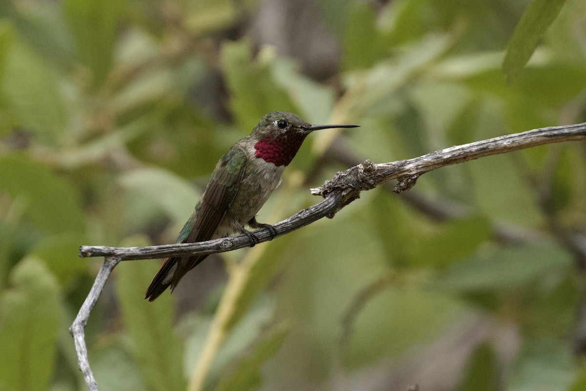 Broad-tailed Hummingbird - ML621003614