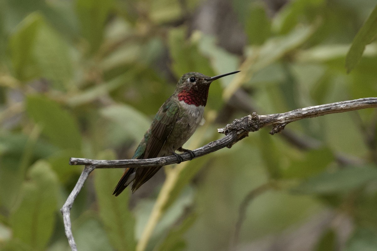 Broad-tailed Hummingbird - ML621003616