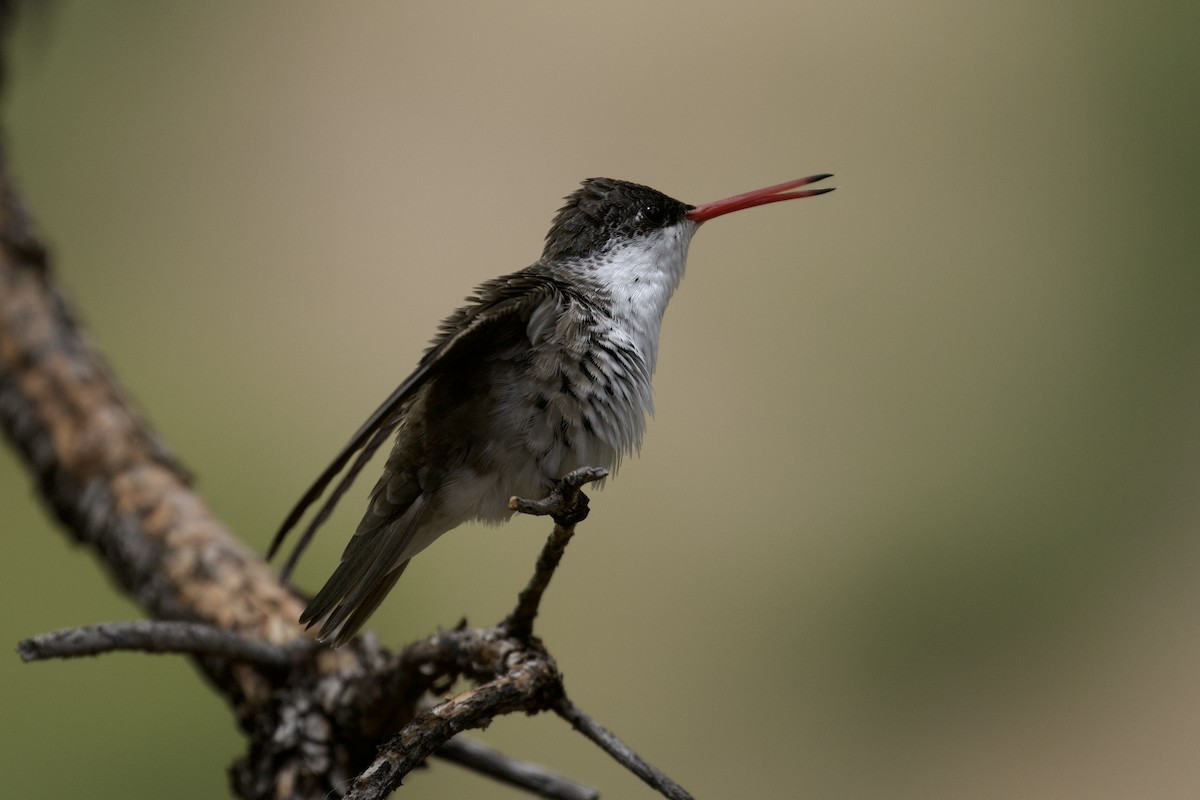 kolibřík fialovokorunkatý - ML621003622