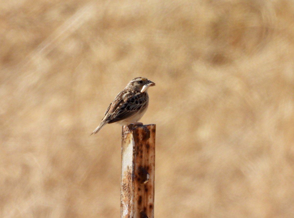 Grasshopper Sparrow - ML621003648