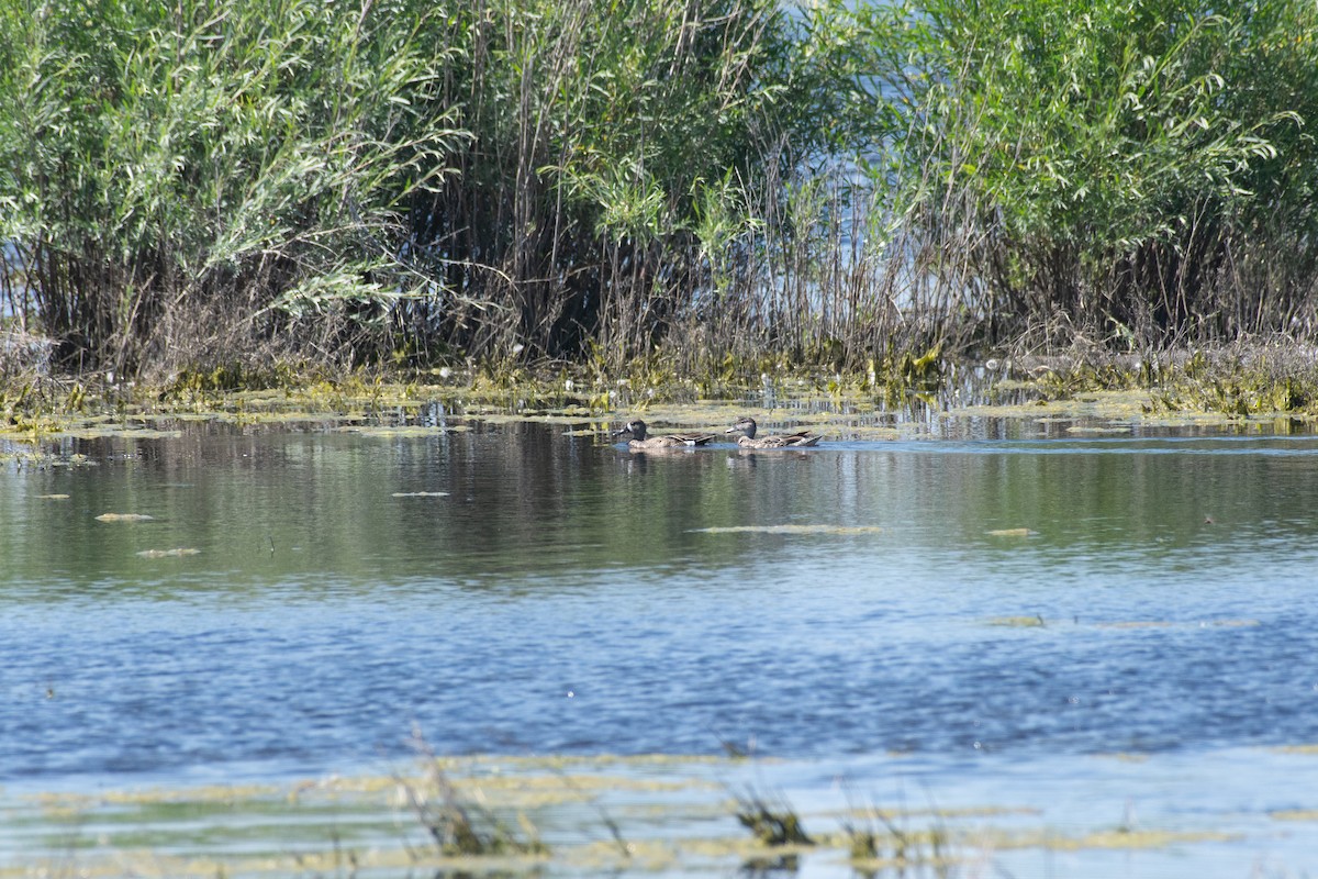 Blauflügelente - ML621003679