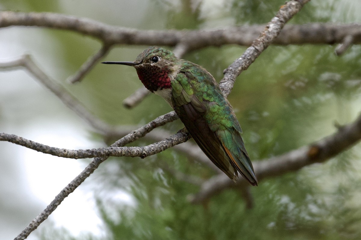 Broad-tailed Hummingbird - ML621003684
