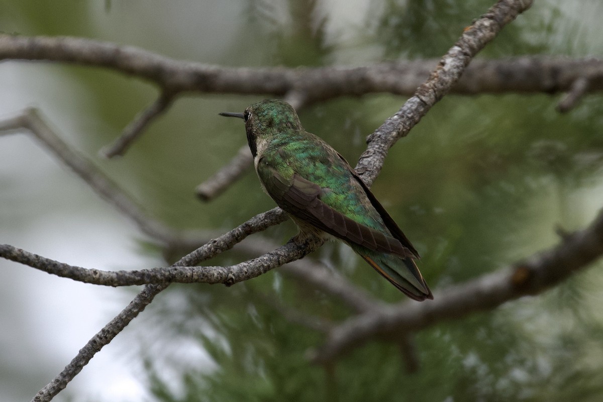 Broad-tailed Hummingbird - Nicole Desnoyers