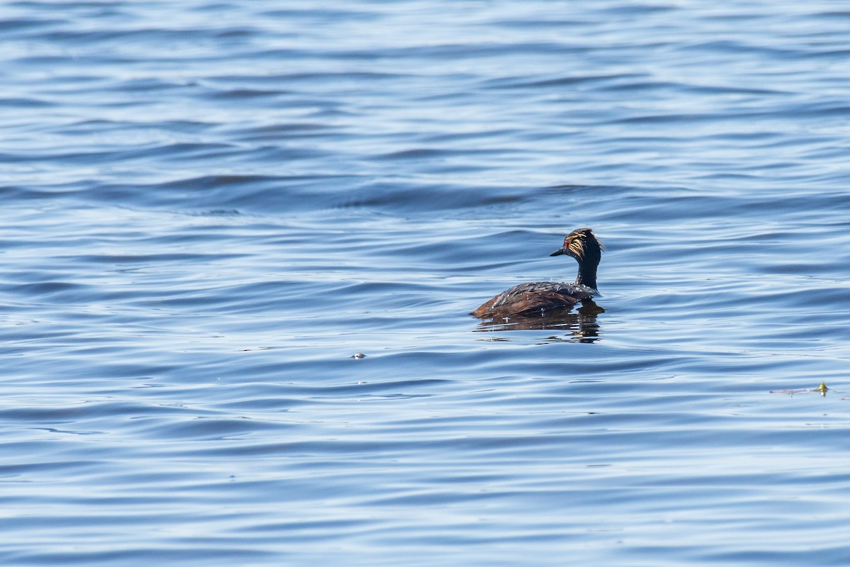 Schwarzhalstaucher - ML621003693