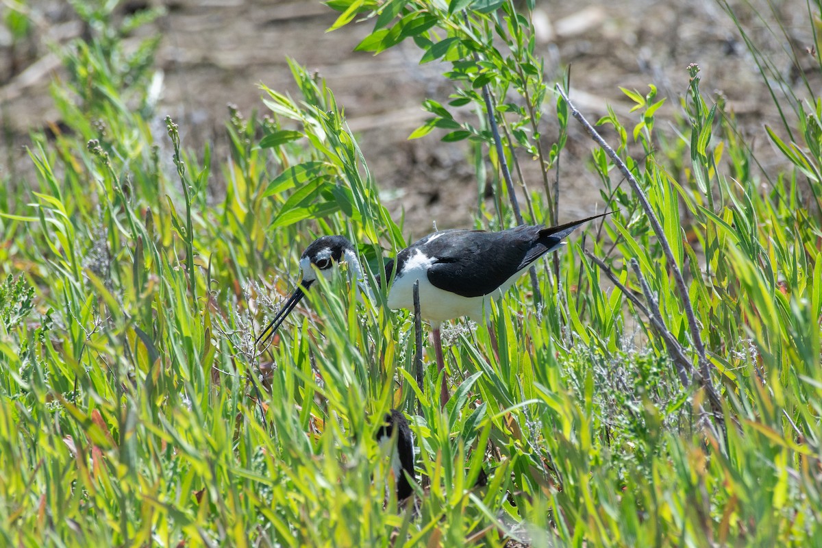 Schwarznacken-Stelzenläufer - ML621003704