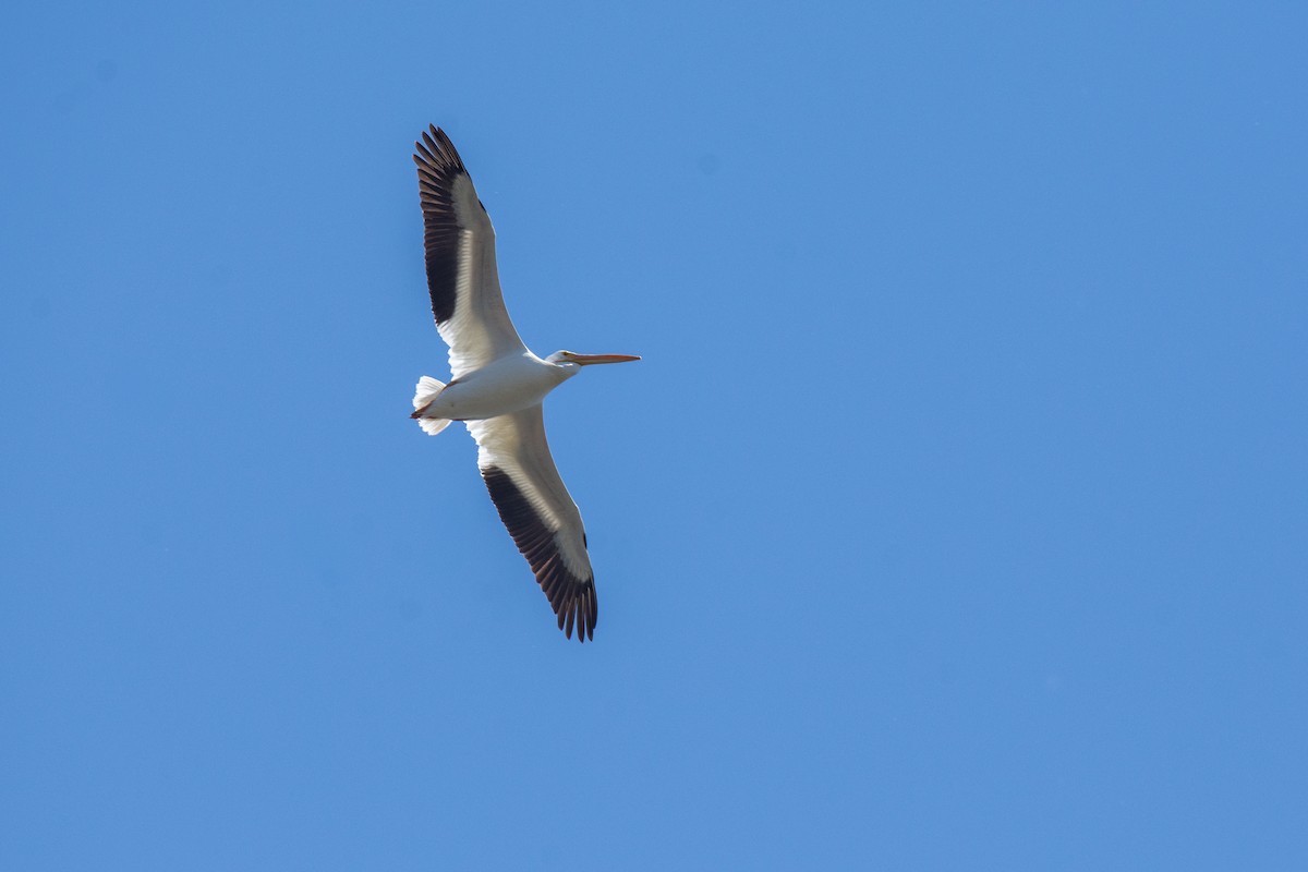 American White Pelican - ML621003717