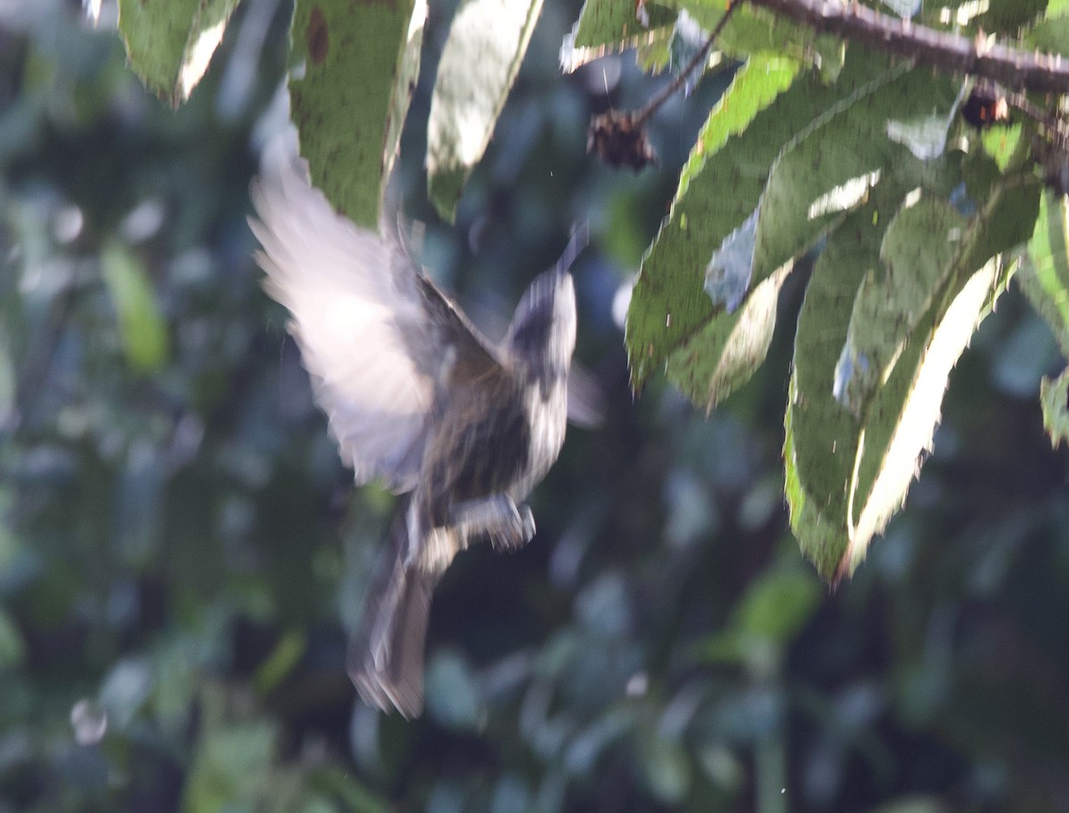 Gray-streaked Honeyeater - ML621003723