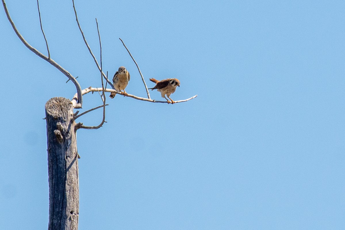 American Kestrel - ML621003726