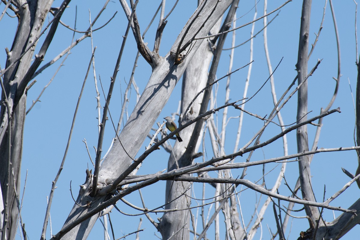 Schmalschnabel-Königstyrann - ML621003735