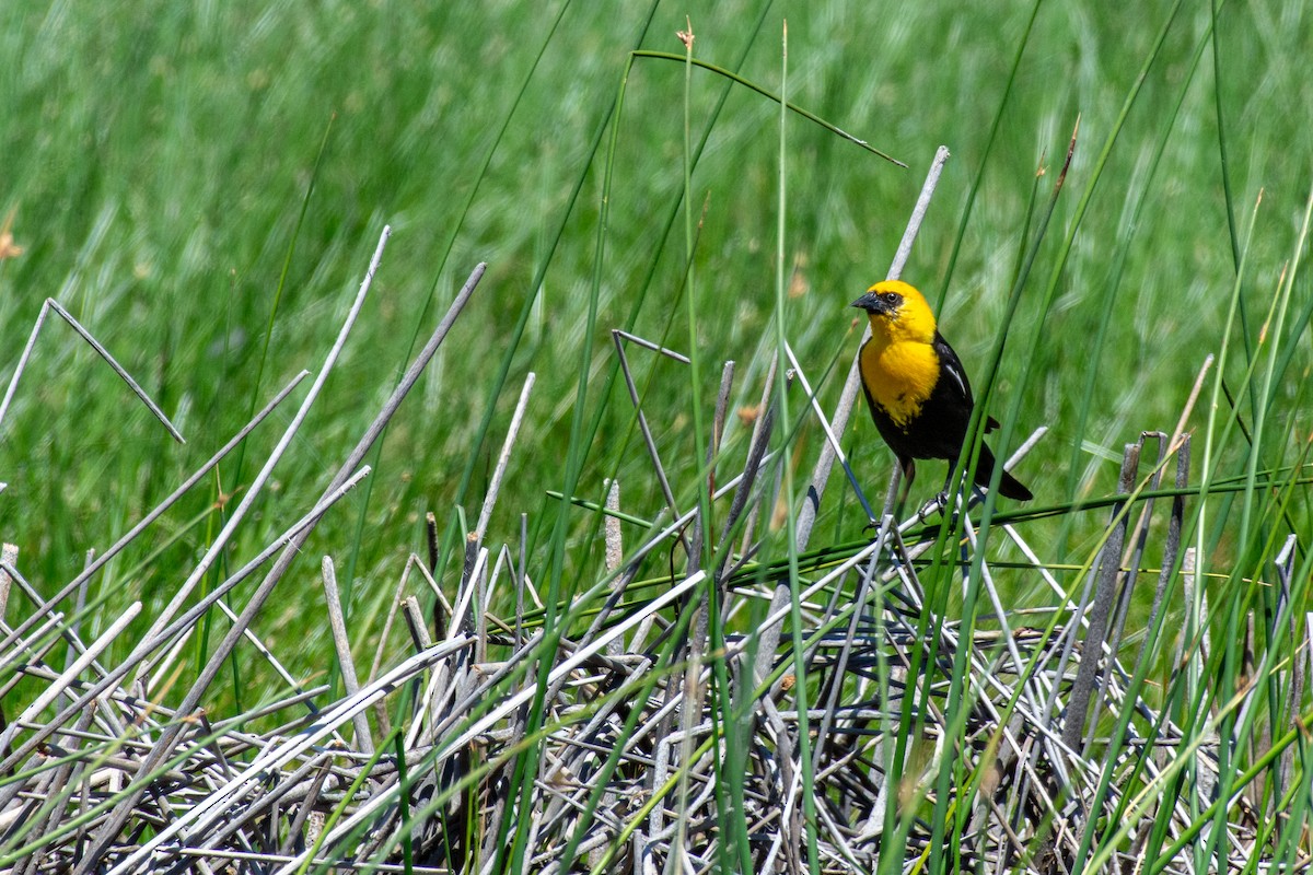 Yellow-headed Blackbird - ML621003745