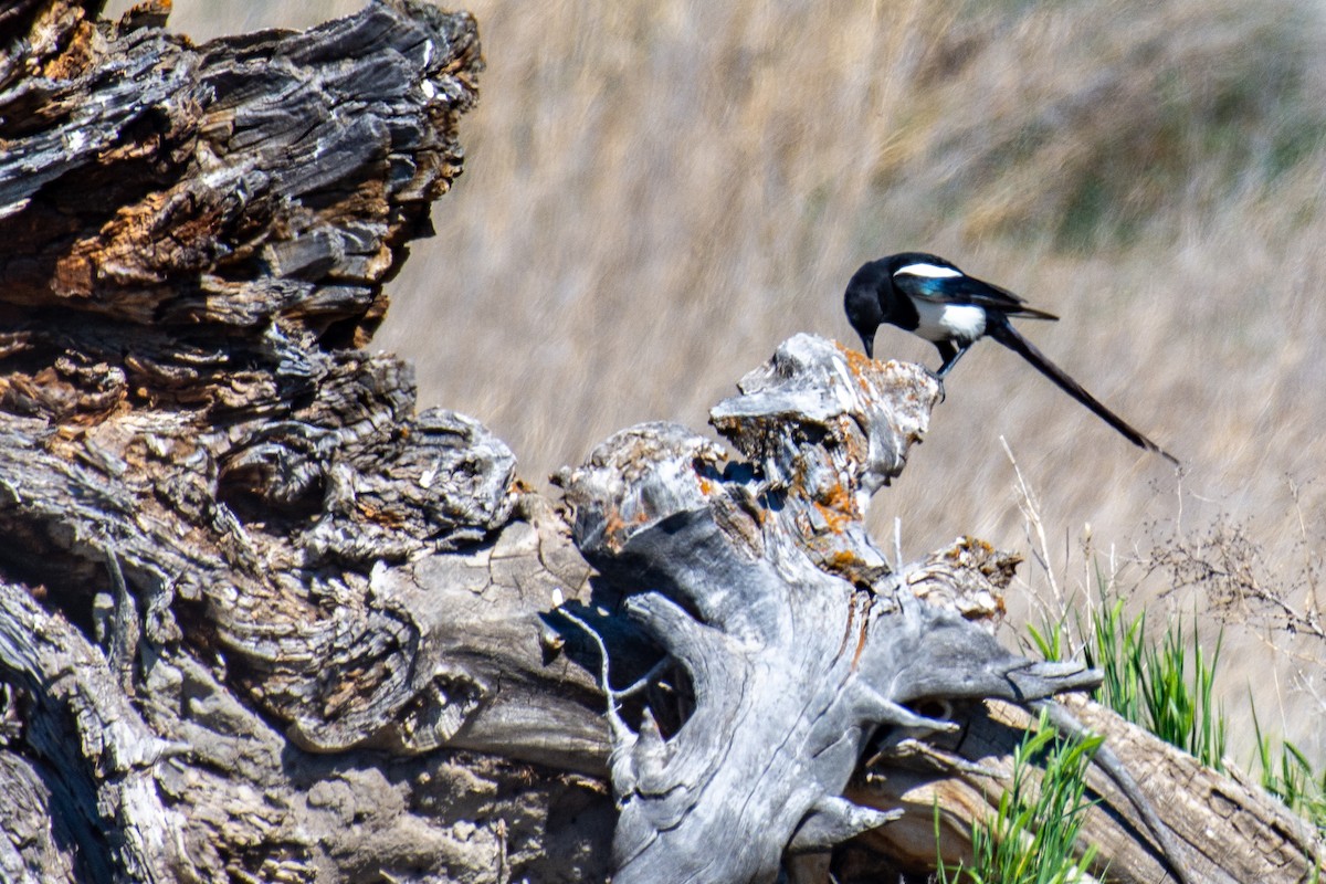 Hudsonelster - ML621003777