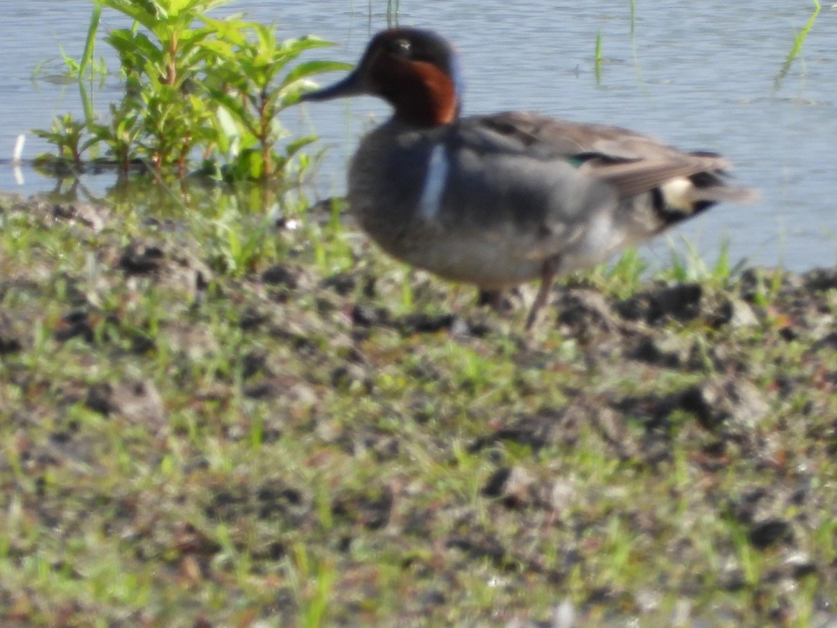 Green-winged Teal - ML621003785