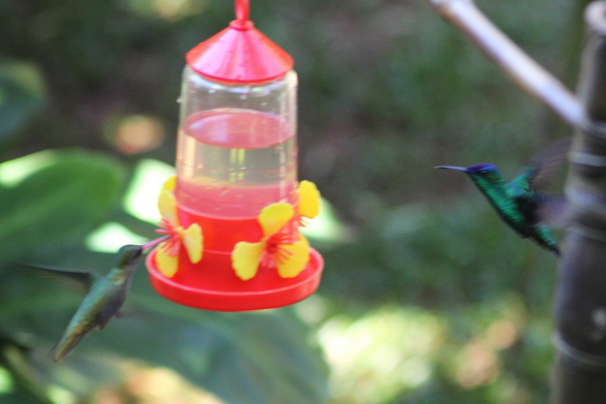 kolibřík fialovotemenný - ML621003824