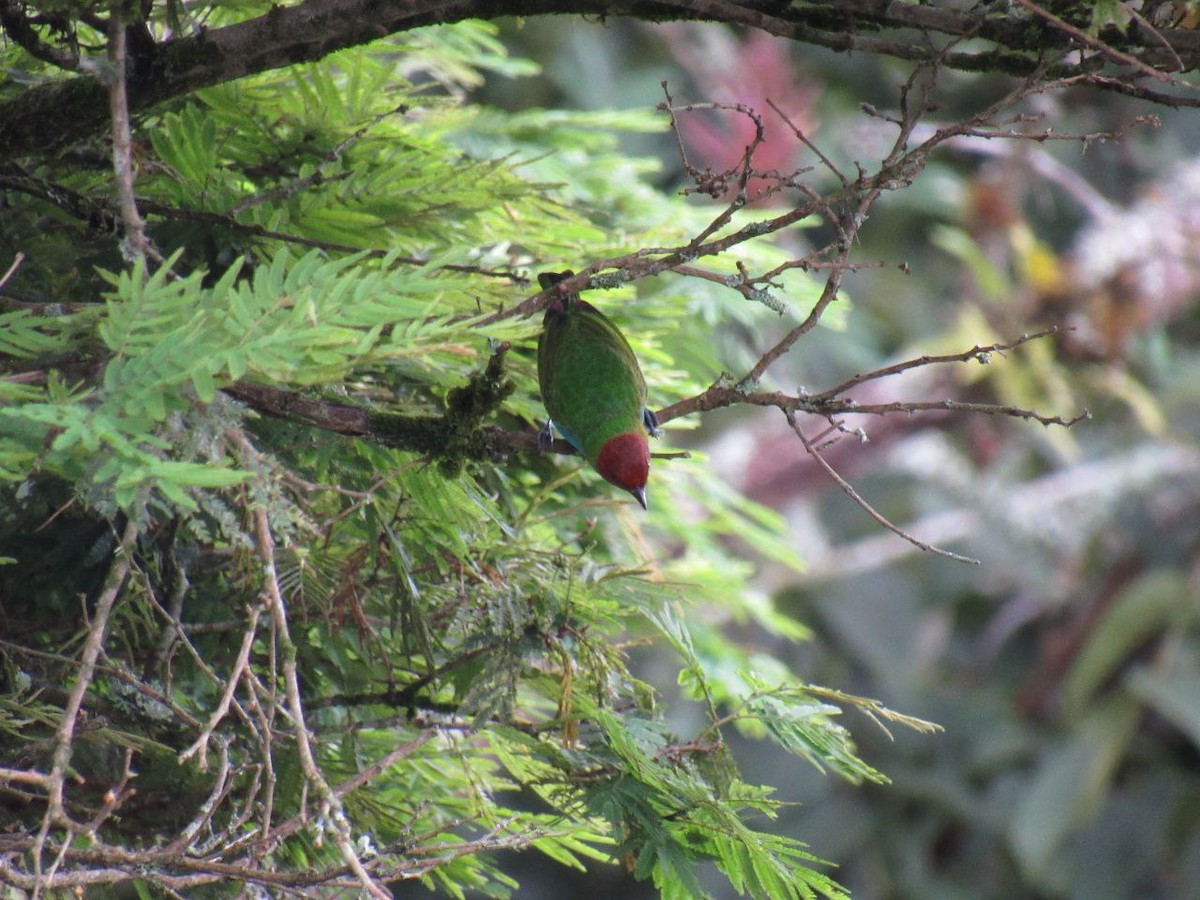 Bay-headed Tanager - ML621003830