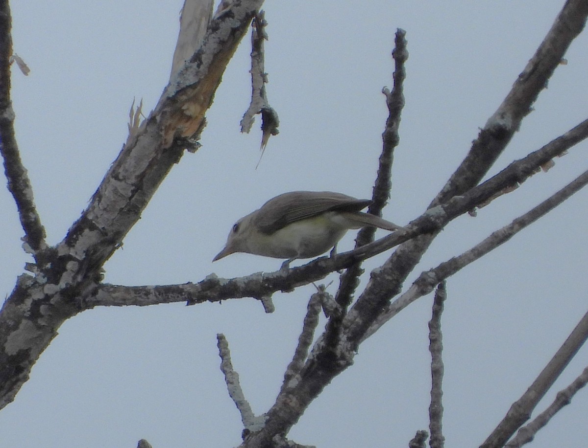 Warbling Vireo - ML621003877