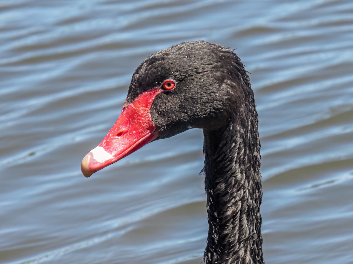Black Swan - ML621003925