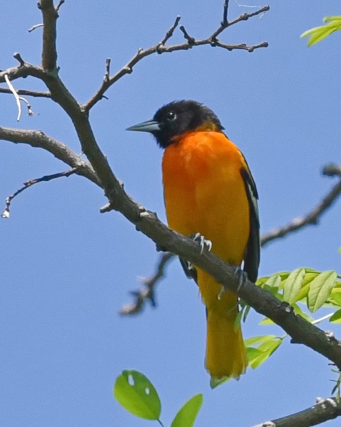 Baltimore Oriole - Barb and Lynn