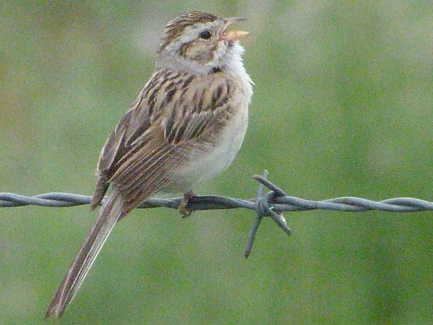 Clay-colored Sparrow - Jan Bradshaw