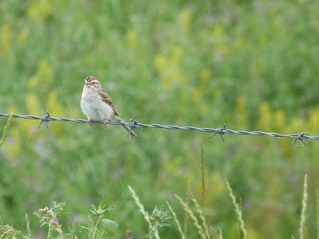 Clay-colored Sparrow - ML621004008