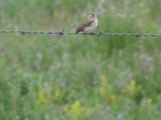 Clay-colored Sparrow - ML621004018