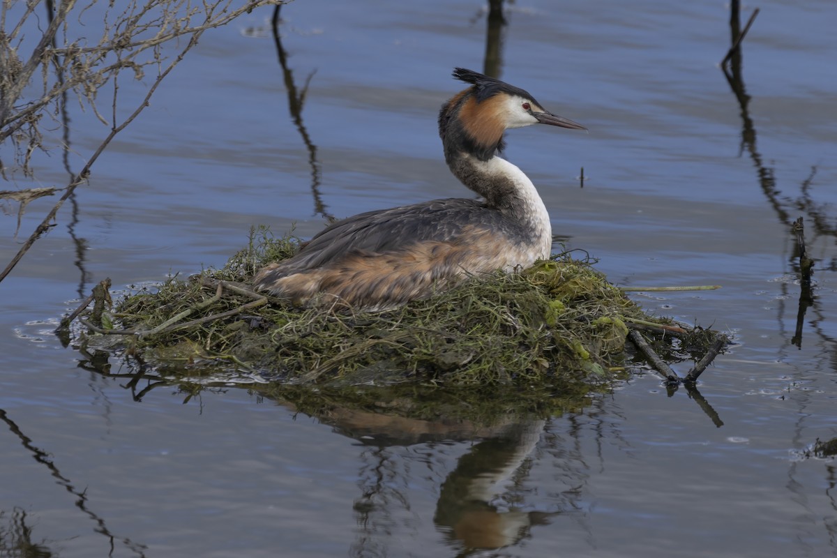 Great Crested Grebe - ML621004022