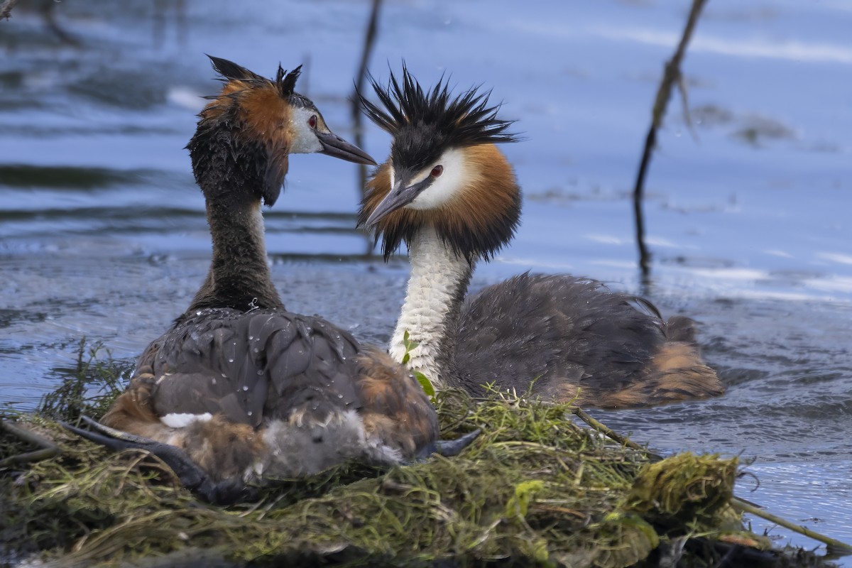 Great Crested Grebe - ML621004023