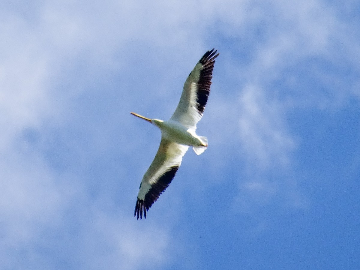 pelikán severoamerický - ML621004031