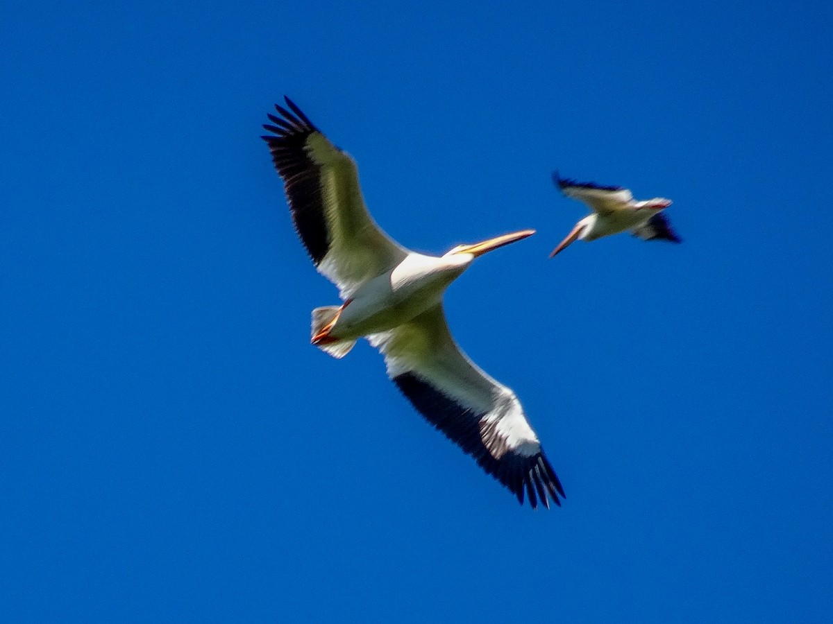 pelikán severoamerický - ML621004032