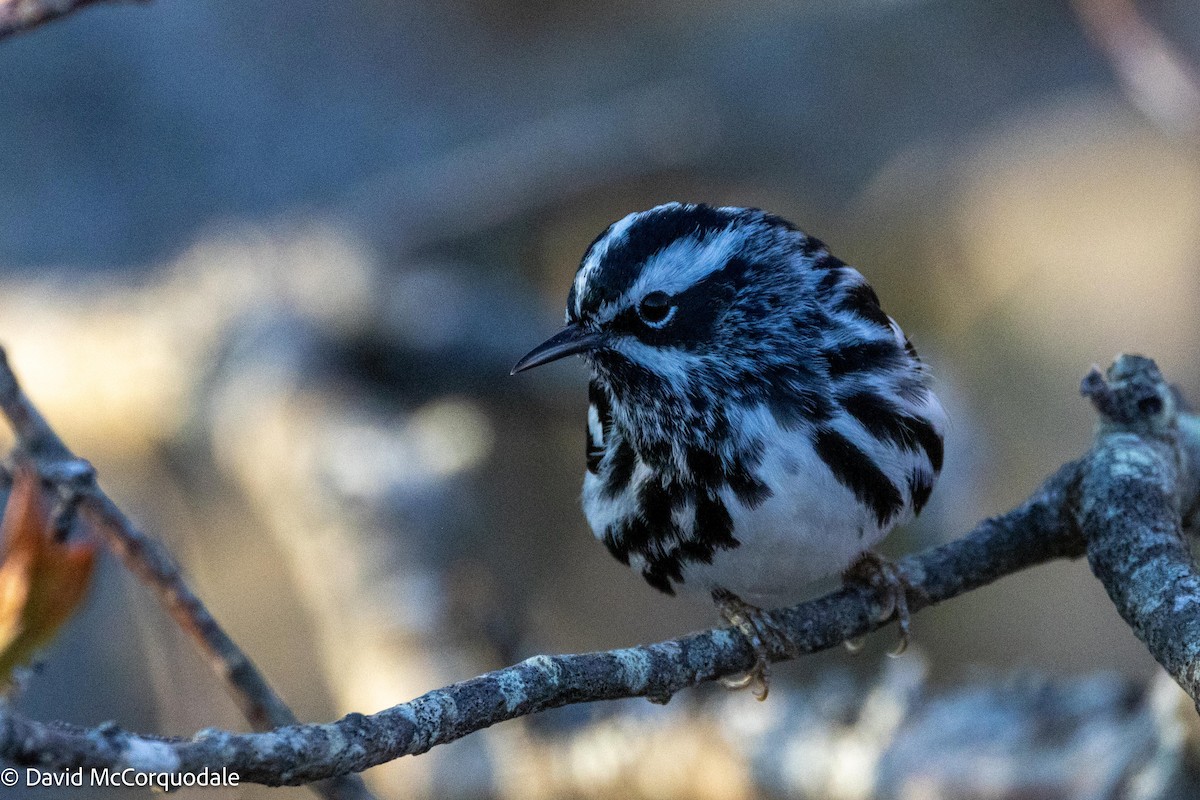 Black-and-white Warbler - ML621004065