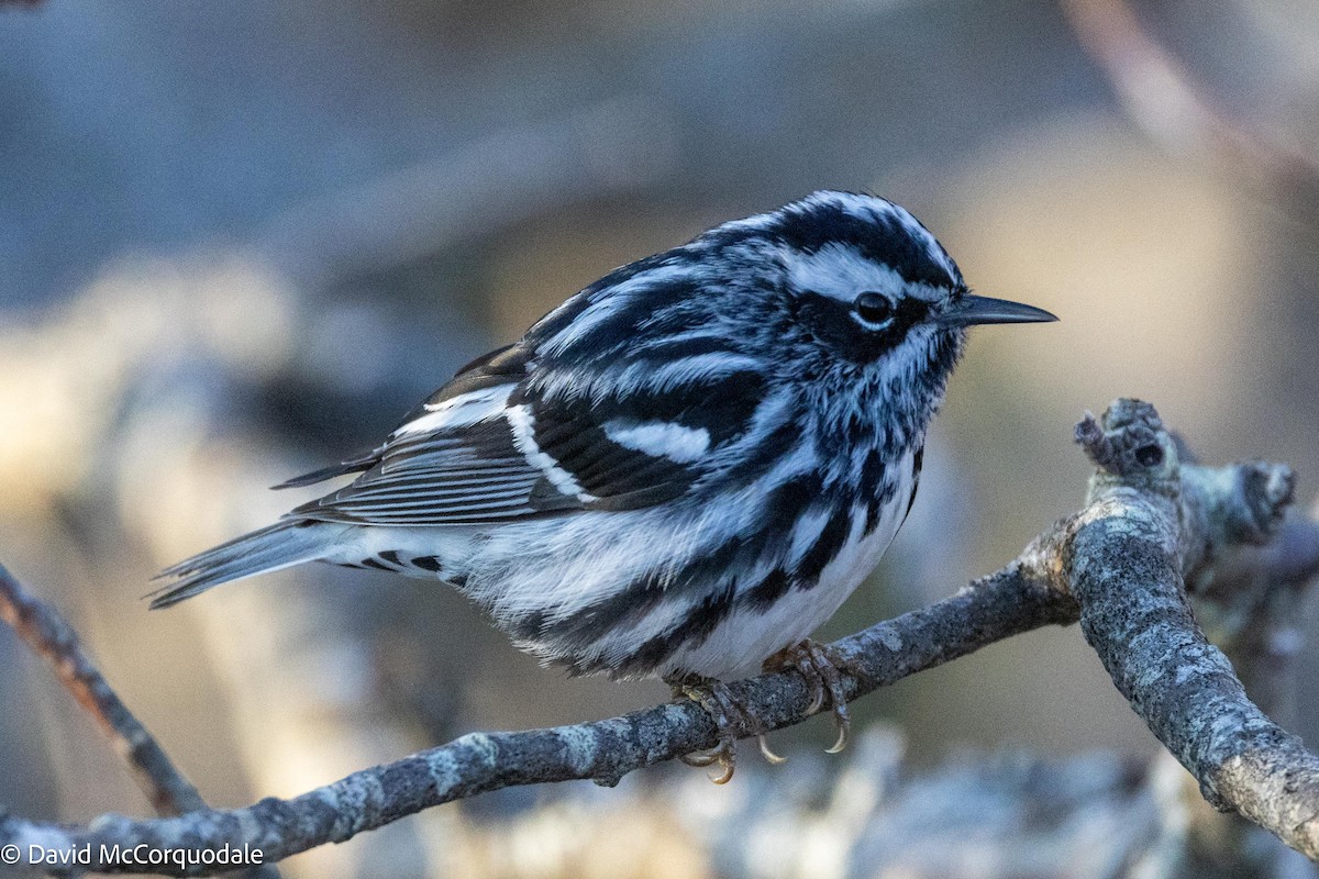 Black-and-white Warbler - ML621004066