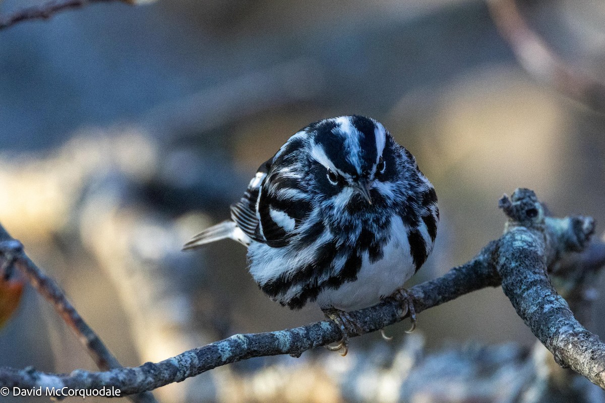 Black-and-white Warbler - ML621004067