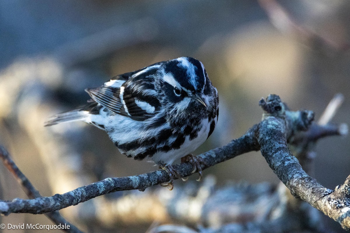 Black-and-white Warbler - ML621004068