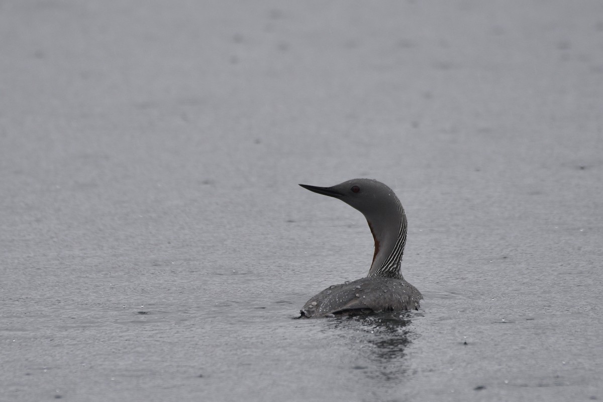 Red-throated Loon - ML621004069