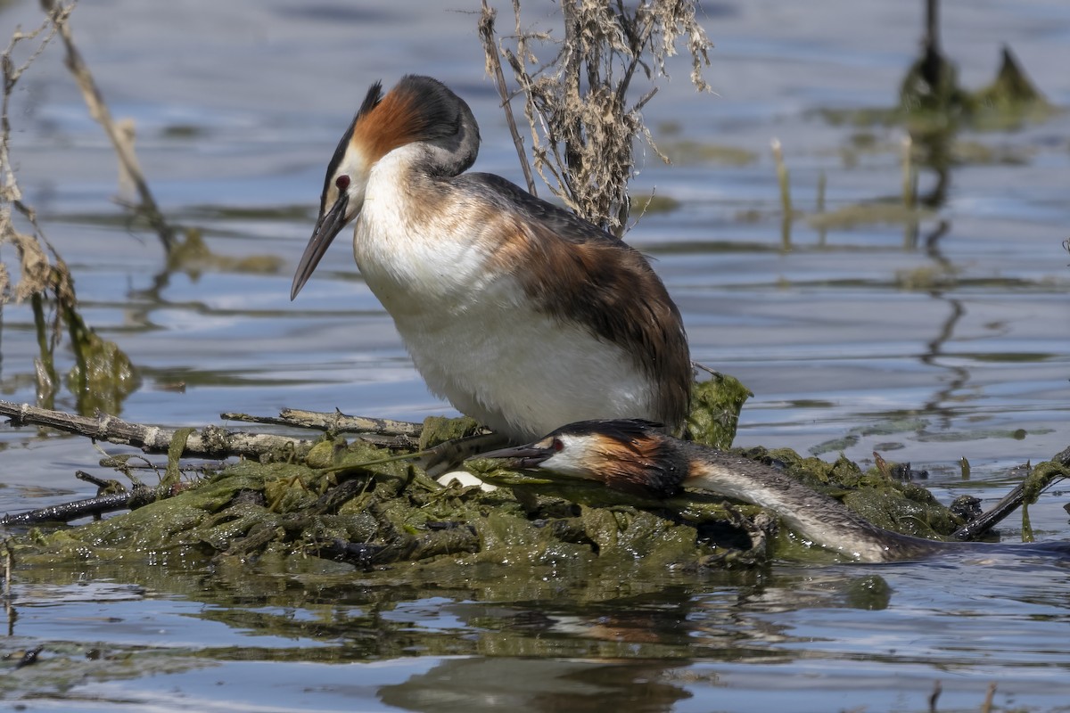 Great Crested Grebe - ML621004087