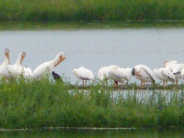 pelikán severoamerický - ML621004090