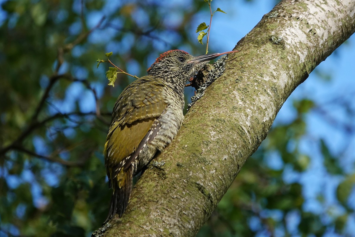 Eurasian Green Woodpecker - Thomas Gibson