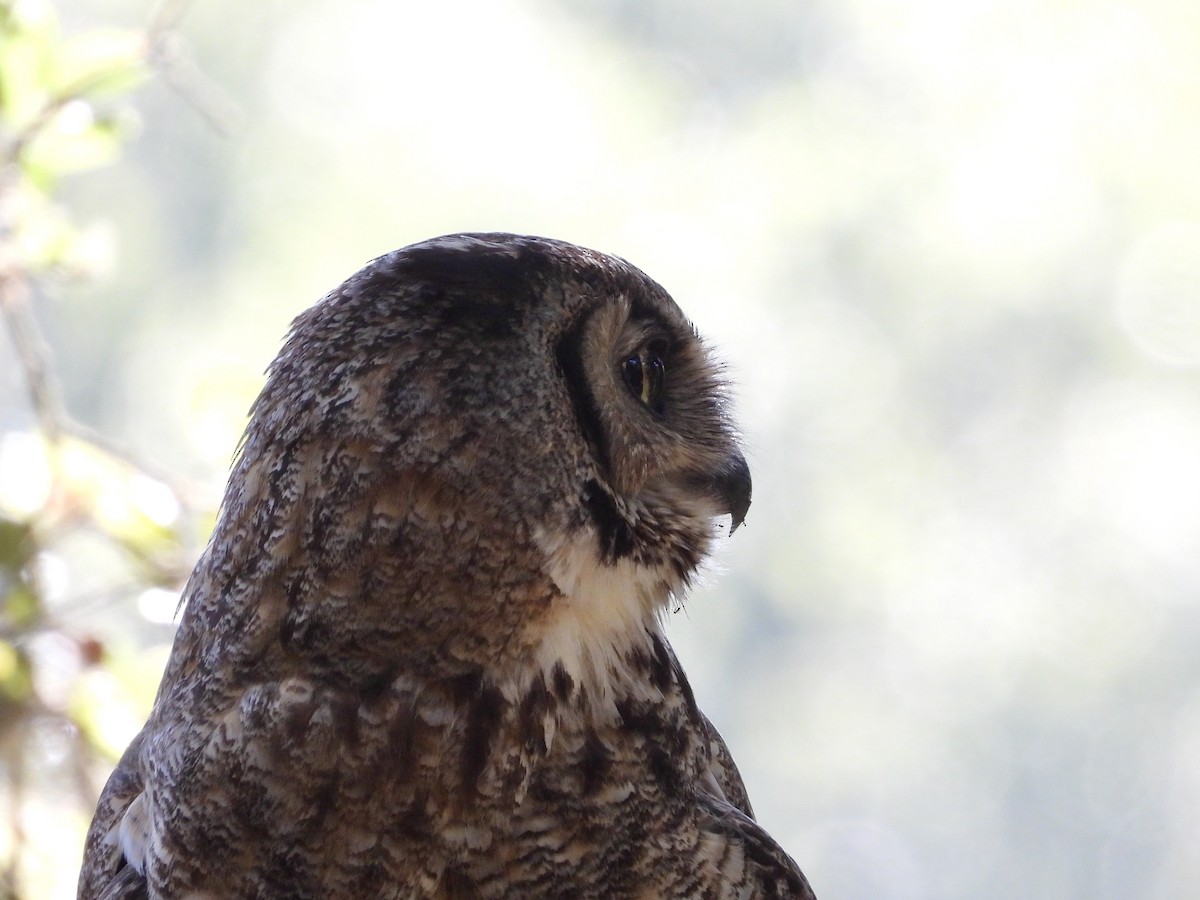 Great Horned Owl - ML621004139