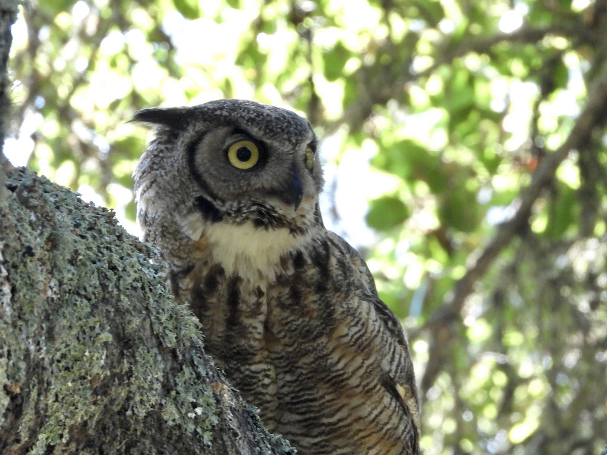 Great Horned Owl - ML621004140