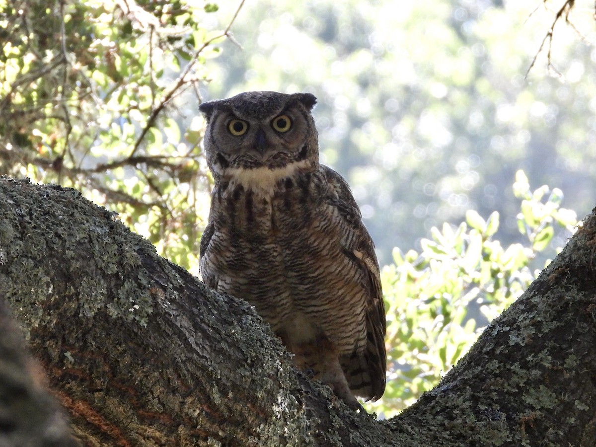 Great Horned Owl - ML621004141