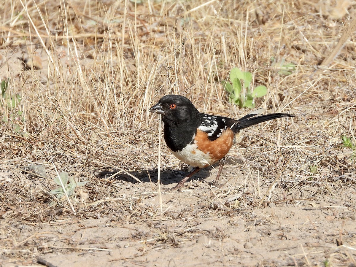 Spotted Towhee - ML621004152