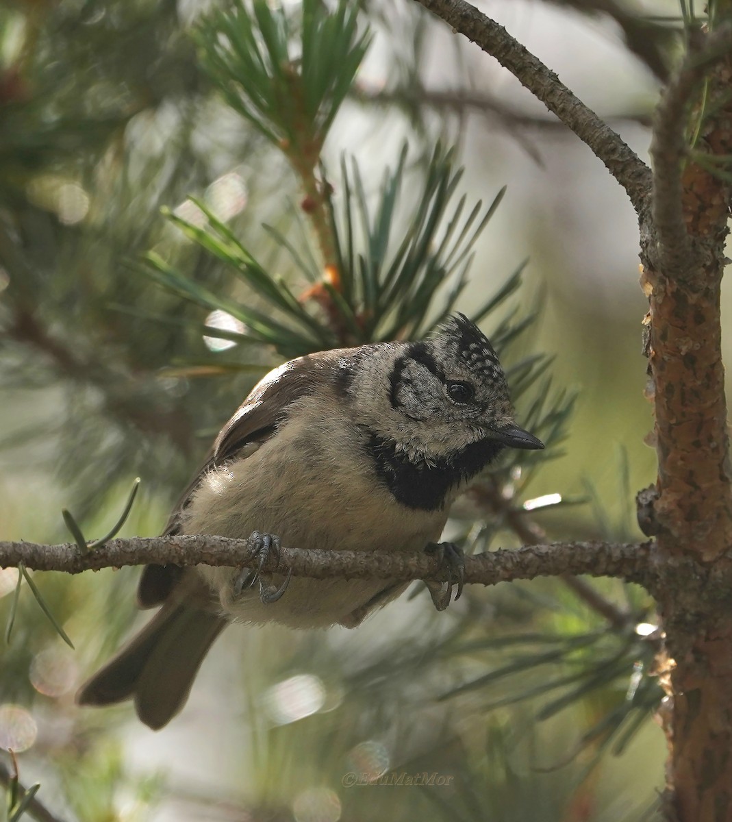 Crested Tit - ML621004176