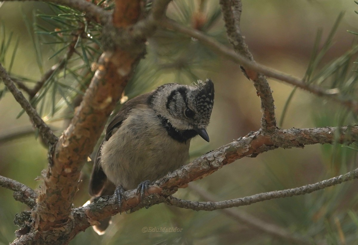 Crested Tit - ML621004178