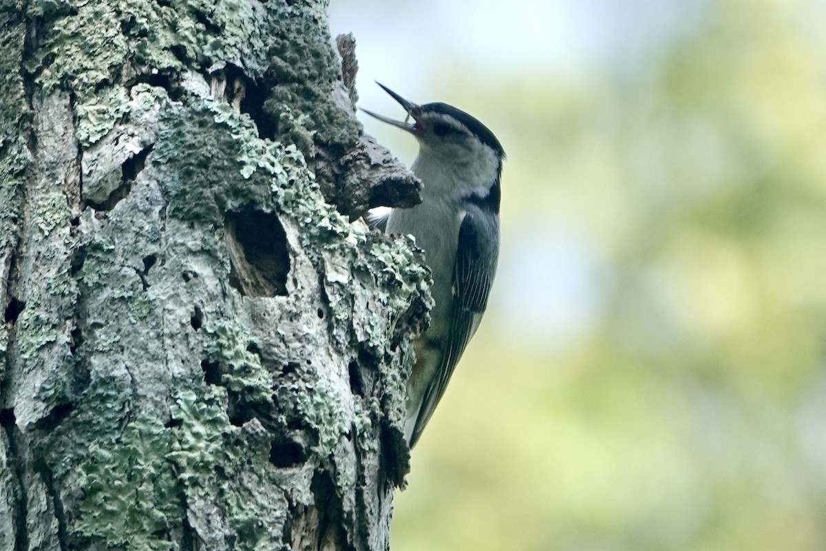 White-breasted Nuthatch - ML621004180