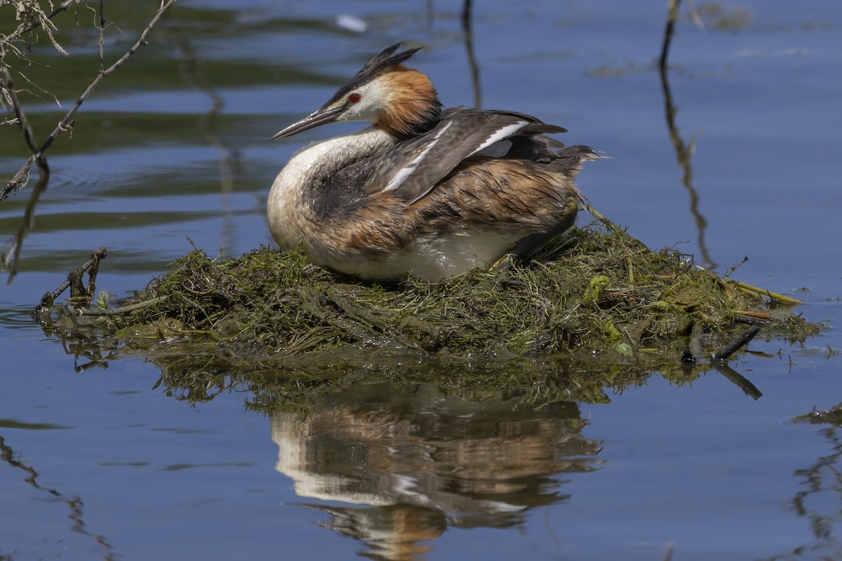 Great Crested Grebe - ML621004185