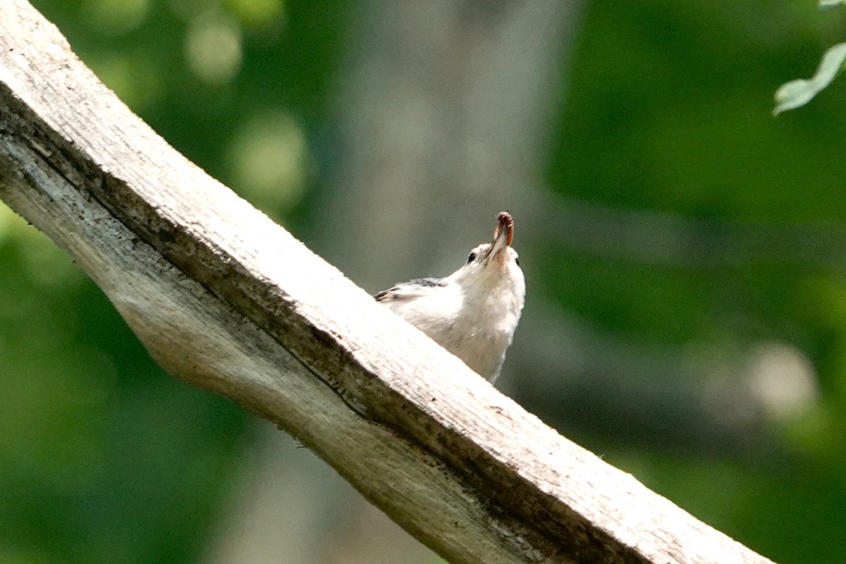 White-breasted Nuthatch - ML621004189