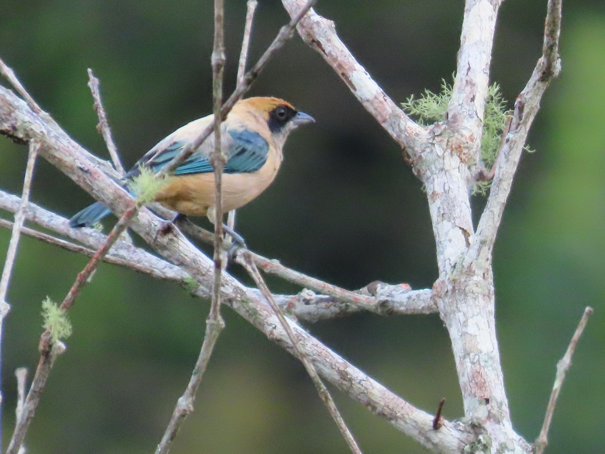 Burnished-buff Tanager - ML621004219