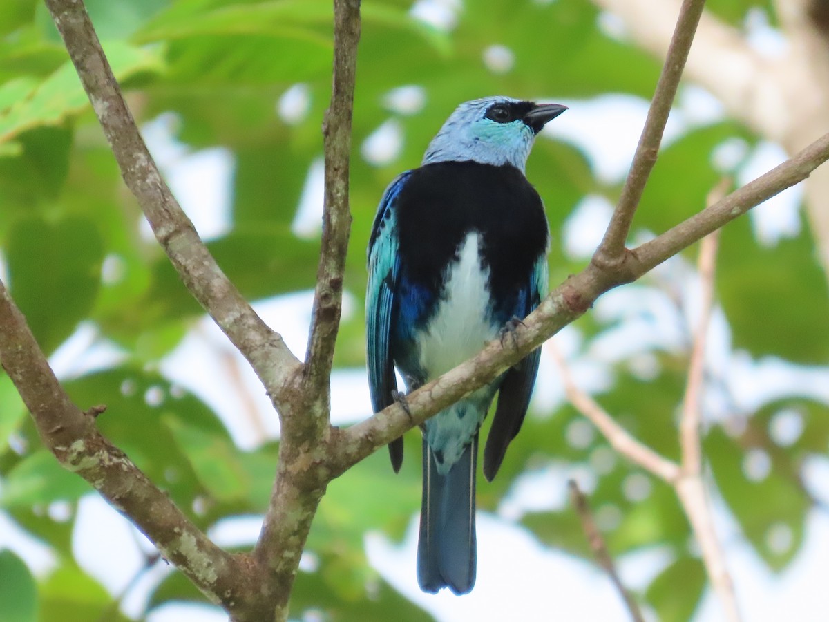 Masked Tanager - ML621004234